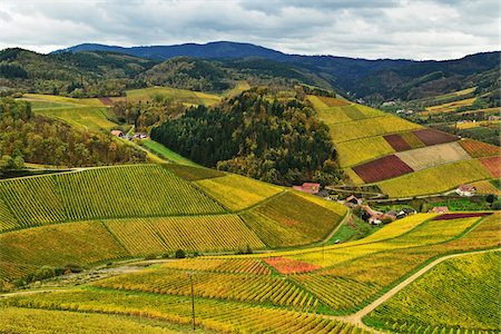 simsearch:700-02245818,k - Vineyard Landscape with Black Forest in the distance, Ortenau, Baden Wine Route, Baden-Wurttemberg, Germany Stock Photo - Premium Royalty-Free, Code: 600-07199412