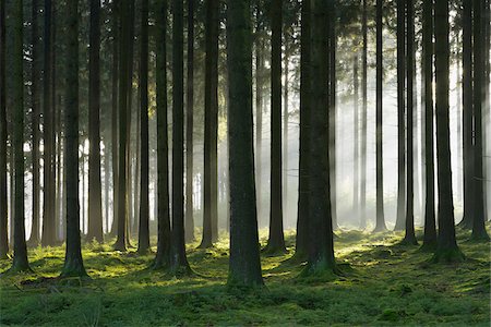 simsearch:600-06334279,k - Spruce Forest in Early Morning Mist, Odenwald, Hesse, Germany Stock Photo - Premium Royalty-Free, Code: 600-07199714