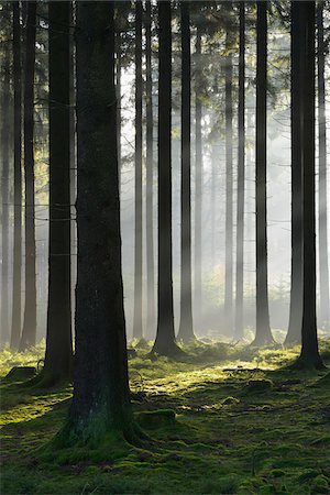 simsearch:600-06334279,k - Spruce Forest in Early Morning Mist, Odenwald, Hesse, Germany Stock Photo - Premium Royalty-Free, Code: 600-07199715