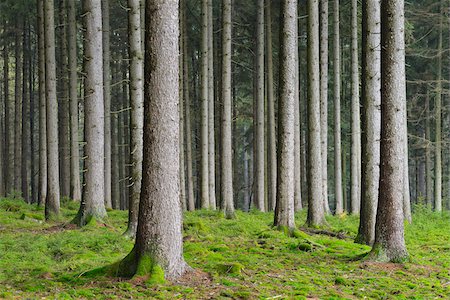 simsearch:600-06334279,k - Spruce Forest, Odenwald, Hesse, Germany Stock Photo - Premium Royalty-Free, Code: 600-07199720