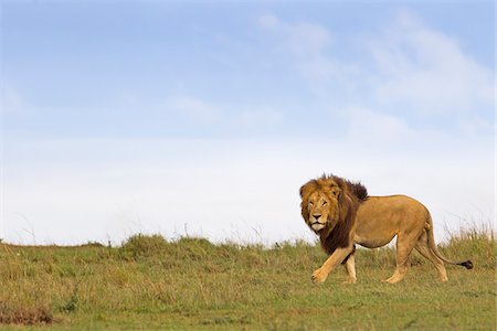 Male Lion (Panthera leo) in Savanna, Masai Mara National Reserve, Kenya Stock Photo - Premium Royalty-Free, Code: 600-07278779