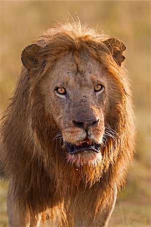 Portrait of Male Lion (Panthera leo) after Feeding, Masai Mara National Reserve, Kenya Stock Photo - Premium Royalty-Free, Code: 600-07278783