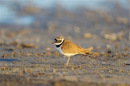 Little Ringed Plover (Charadrius dubius) in Spring, Illmitz, Lake Neusiedl, Burgenland, Austria Stock Photo - Premium Royalty-Free, Code: 600-07279048