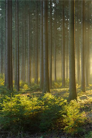 simsearch:600-06334279,k - Spruce Forest in Early Morning Mist at Sunrise, Odenwald, Hesse, Germany Stock Photo - Premium Royalty-Free, Code: 600-07279115