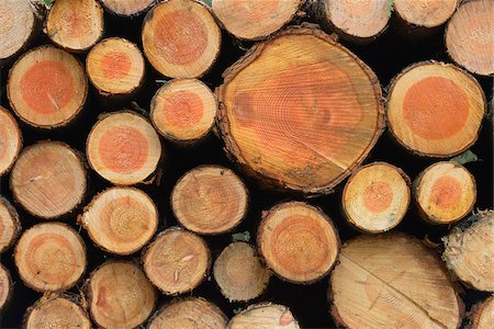 simsearch:600-06407758,k - Stack of Spruce Logs, Odenwald, Hesse, Germany Foto de stock - Sin royalties Premium, Código: 600-07279117