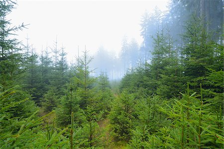 fog forest - Spruce Forest in Early Morning Mist, Odenwald, Hesse, Germany Stock Photo - Premium Royalty-Free, Code: 600-07279124