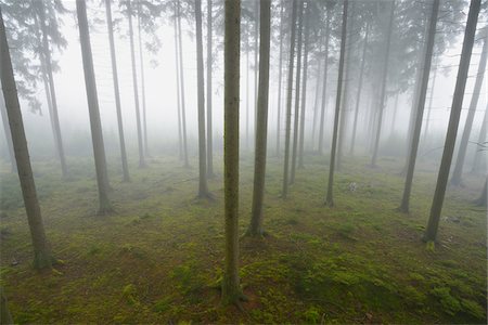 simsearch:600-06334279,k - Spruce Forest in Early Morning Mist, Odenwald, Hesse, Germany Stock Photo - Premium Royalty-Free, Code: 600-07279125