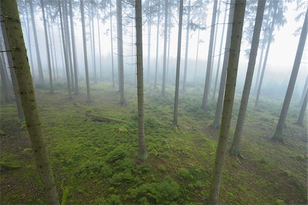 simsearch:600-06334279,k - Spruce Forest in Early Morning Mist, Odenwald, Hesse, Germany Stock Photo - Premium Royalty-Free, Code: 600-07279126