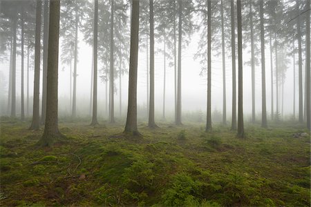 simsearch:600-06334279,k - Spruce Forest in Early Morning Mist, Odenwald, Hesse, Germany Stock Photo - Premium Royalty-Free, Code: 600-07279127
