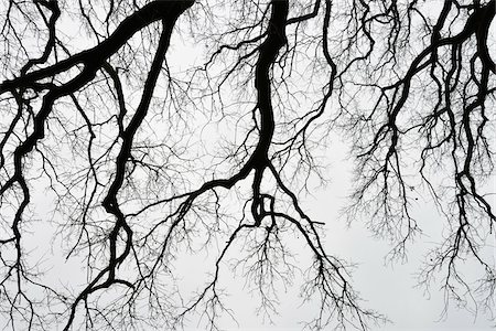 Leafless Oak Branches in Winter, Odenwald, Hesse, Germany Photographie de stock - Premium Libres de Droits, Code: 600-07279129