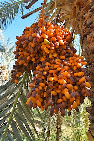 date - Date Palm with Fruit, Al Baharia, Matruh Governorate, Libyan Desert, Sahara Desert, Egypt, Africa Stock Photo - Premium Royalty-Free, Code: 600-07279178