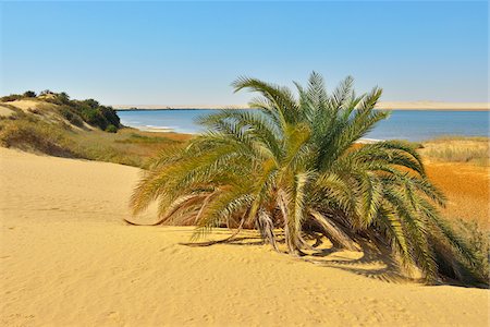 simsearch:600-07431228,k - Salt Lake and Date Palm in Desert, Matruh Governorate, Libyan Desert, Sahara Desert, Egypt, Africa Stock Photo - Premium Royalty-Free, Code: 600-07279189