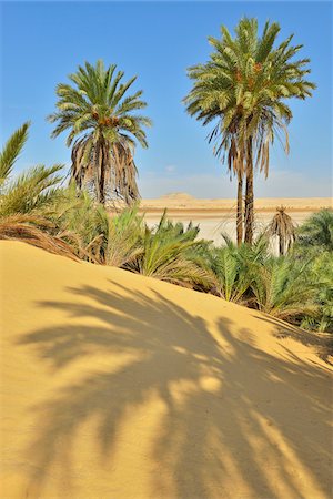 simsearch:600-07431228,k - Date Palms in Desert, Matruh Governorate, Libyan Desert, Sahara Desert, Egypt, Africa Stock Photo - Premium Royalty-Free, Code: 600-07279218