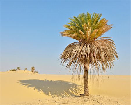 simsearch:600-07431228,k - Date Palm in Sand Dune, Matruh Governorate, Libyan Desert, Sahara Desert, Egypt, Africa Stock Photo - Premium Royalty-Free, Code: 600-07279235