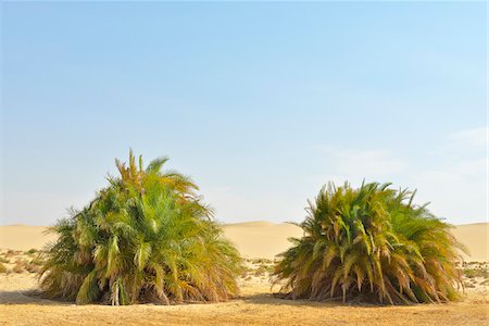 simsearch:600-07431228,k - Desert Landscape with Date Palms, Matruh Governorate, Libyan Desert, Sahara Desert, Egypt, Africa Stock Photo - Premium Royalty-Free, Code: 600-07279236