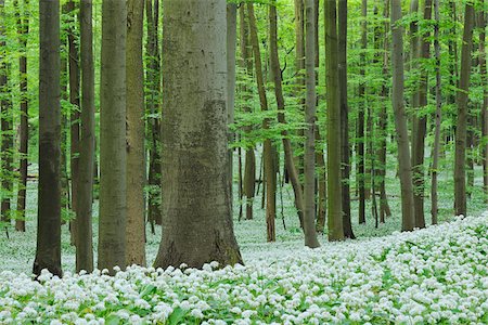 simsearch:600-07599874,k - Ramsons (Allium ursinum) in European Beech (Fagus sylvatica) Forest in Spring, Hainich National Park, Thuringia, Germany Stock Photo - Premium Royalty-Free, Code: 600-07288029
