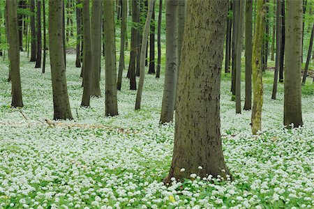 simsearch:600-07599874,k - Ramsons (Allium ursinum) in European Beech (Fagus sylvatica) Forest in Spring, Hainich National Park, Thuringia, Germany Stock Photo - Premium Royalty-Free, Code: 600-07288034