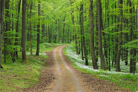 simsearch:600-06553323,k - Dirt Road with Ramsons (Allium ursinum) in European Beech (Fagus sylvatica) Forest in Spring, Hainich National Park, Thuringia, Germany Stock Photo - Premium Royalty-Free, Code: 600-07288035