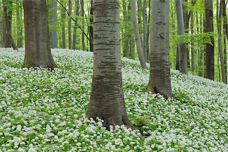 simsearch:600-06553323,k - Ramsons (Allium ursinum) in European Beech (Fagus sylvatica) Forest in Spring, Hainich National Park, Thuringia, Germany Stock Photo - Premium Royalty-Free, Code: 600-07288030