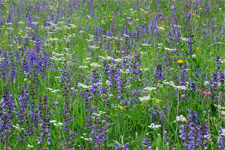 Meadow Clary (Salvia Pratensis) in Meadow, Dolomites, South Tyrol, Trentino-Alto Adige, Italy Stock Photo - Premium Royalty-Free, Code: 600-07288063