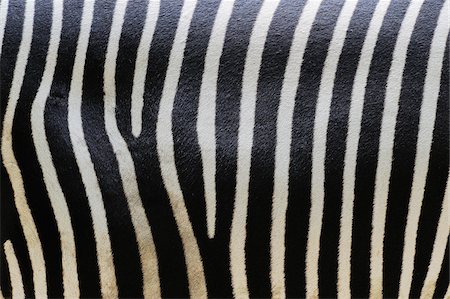 Close-up of Grevy's Zebra (Equus grevyi) Stripes in Zoo, Nuremberg, Bavaria, Germany Photographie de stock - Premium Libres de Droits, Code: 600-07288083