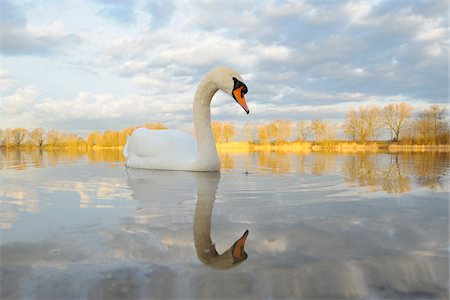 Mute Swan (Cygnus olor) on Lake, Hesse, Germany Stock Photo - Premium Royalty-Free, Code: 600-07357209