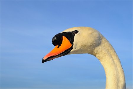 simsearch:600-03478686,k - Close-up of Mute Swan (Cygnus olor), Hesse, Germany Stock Photo - Premium Royalty-Free, Code: 600-07357214