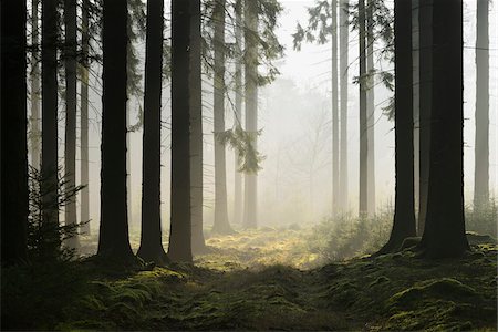 simsearch:600-06334279,k - Spruce Forest in Early Morning Mist, Odenwald, Hesse, Germany Stock Photo - Premium Royalty-Free, Code: 600-07357224