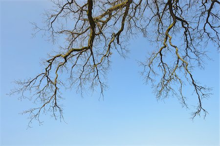 quercus sp - Branches of Common Oak (Quercus robur), Spessart, Hesse, Germany Stock Photo - Premium Royalty-Free, Code: 600-07357244