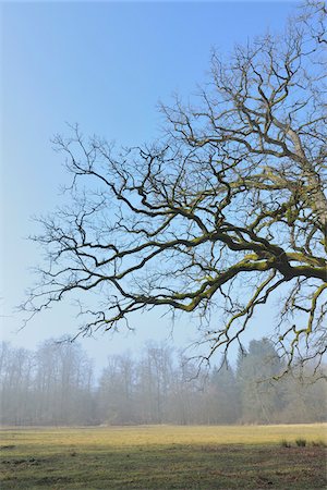 Old Common Oak Tree (Quercus robur), Spessart, Hesse, Germany Photographie de stock - Premium Libres de Droits, Code: 600-07357240