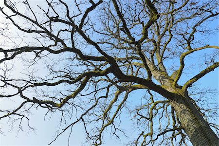 Old Common Oak Tree (Quercus robur), Spessart, Hesse, Germany Stock Photo - Premium Royalty-Free, Code: 600-07357243