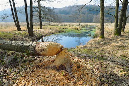 Tree Trunk Gnawed by European Beaver (Castor fiber), Spessart, Hesse, Germany Stock Photo - Premium Royalty-Free, Code: 600-07357253