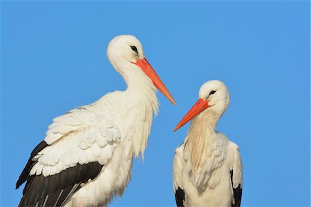 Portrait of White Storks (Ciconia ciconia), Hesse, Germany Stock Photo - Premium Royalty-Free, Code: 600-07357275