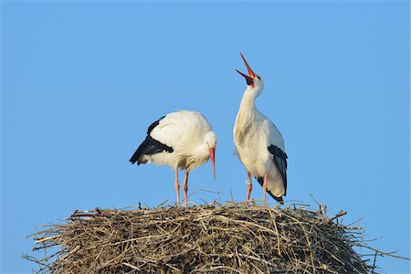 White Storks (Ciconia ciconia) on Nest, Hesse, Germany Foto de stock - Sin royalties Premium, Código: 600-07363868