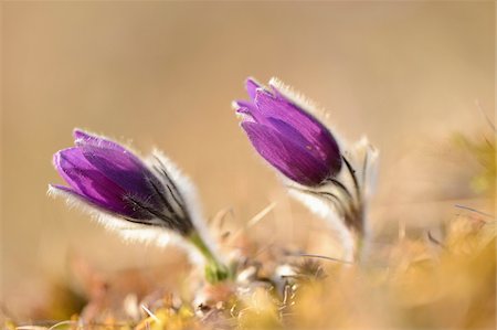 purple flower - Pulsatilla (Pulsatilla vulgaris) Blooms in Grassland in Evening in Early Spring, Upper Palatinate, Bavaria, Germany Stock Photo - Premium Royalty-Free, Code: 600-07435029