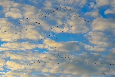simsearch:600-06847380,k - Common Cranes (Grus grus) in Formation Flight against Cloudy, Blue Sky, Zingst, Barther Bodden, Darss, Fischland-Darss-Zingst, Western Pomerania, Germany, Europe Stock Photo - Premium Royalty-Free, Code: 600-07431245
