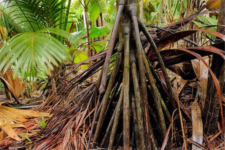 rainforest - Rainforest, Vallee de Mai Nature Preserve, Praslin, Seychelles Stock Photo - Premium Royalty-Free, Code: 600-07453832