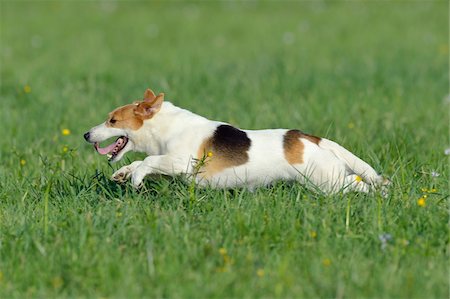 Jack Russell Terrier Running in Meadow, Bavaria, Germany Stock Photo - Premium Royalty-Free, Code: 600-07453877