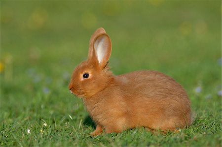 rabbit - Portrait of Baby Rabbit in Spring Meadow, Bavaria, Germany Stock Photo - Premium Royalty-Free, Code: 600-07453886