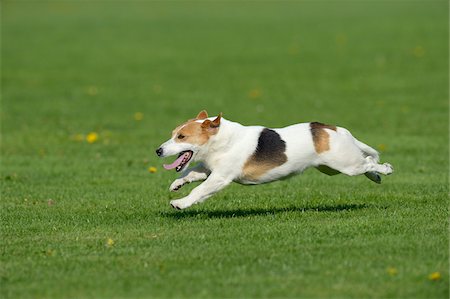 Jack Russell Terrier Running in Meadow, Bavaria, Germany Stock Photo - Premium Royalty-Free, Code: 600-07453907
