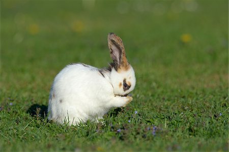 Portrait of Baby Rabbit Cleaning it's Face in Spring Meadow, Bavaria, Germany Stock Photo - Premium Royalty-Free, Code: 600-07453901
