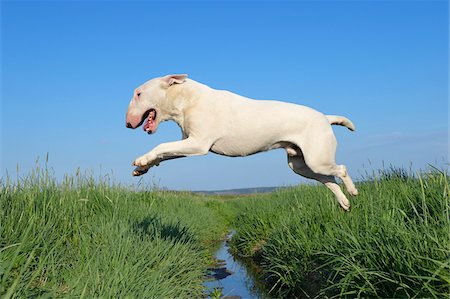 simsearch:700-06570975,k - English Bull Terrier Jumping over Ditch, Bavaria, Germany Stock Photo - Premium Royalty-Free, Code: 600-07453917