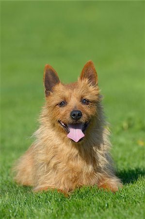 Portrait of Australian Terrier in Meadow, Bavaria, Germany Foto de stock - Sin royalties Premium, Código: 600-07453911