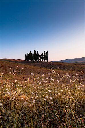 simsearch:600-06732553,k - Scenic view of field and cypress trees on hill, Val d'Orcia, Province of Siena, Tuscany, Italy Fotografie stock - Premium Royalty-Free, Codice: 600-07487416