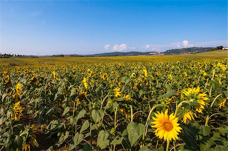 simsearch:600-06773257,k - Field of sunflowers, Val d'Orcia, Province of Siena, Tuscany, Italy Stock Photo - Premium Royalty-Free, Code: 600-07487419