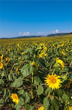 simsearch:600-06773257,k - Field of sunflowers, Val d'Orcia, Province of Siena, Tuscany, Italy Stock Photo - Premium Royalty-Free, Code: 600-07487420