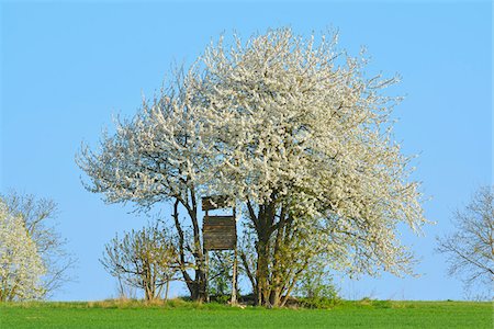 simsearch:600-07561369,k - Hunting blind in blooming cherry tree in field, Odenwald, Hesse, Germany, Europe Stock Photo - Premium Royalty-Free, Code: 600-07487447
