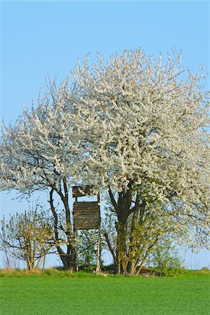 simsearch:600-07561369,k - Hunting blind in blooming cherry tree in field, Odenwald, Hesse, Germany, Europe Stock Photo - Premium Royalty-Free, Code: 600-07487448