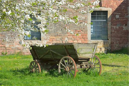 european cherry trees branches - Old cart in garden under blooming cherry tree, Hesse, Germany, Europe Foto de stock - Sin royalties Premium, Código: 600-07487449