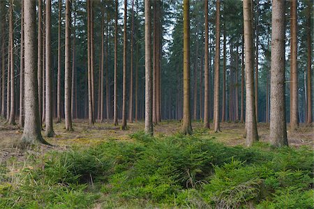 simsearch:600-06334279,k - Spruce Forest, Odenwald, Hesse, Germany, Europe Stock Photo - Premium Royalty-Free, Code: 600-07487457